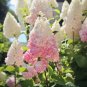 Vanilla Strawberry Hydrangea