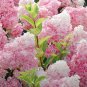 Vanilla Strawberry Hydrangea