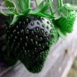 Types of Blue Purple White Red Strawberry, 100 Seed
