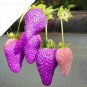 Types of Blue Purple White Red Strawberry, 100 Seed