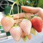 Types of Blue Purple White Red Strawberry, 100 Seed