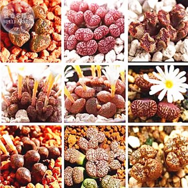 Mixed 9 Types of Lithops Conophytum Seeds, 10 seeds,