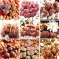 Mixed 9 Types of Lithops Conophytum Seeds, 10 seeds,