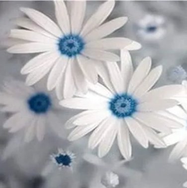 African Blue Eyed Daisy Plant Osteospermum Flowers Cape Mix Flower Seed