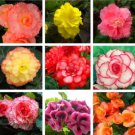 Colorful Begonia Flower Flores Rare Rose Rieger Begonia Flower (Color: Mix)