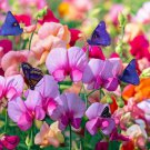 Sweet Pea Seeds Mix - Rare Lathyrus odoratus