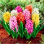 Hyacinthus Plants Perennial Rare Hyacinth Potted Seed