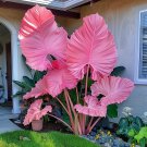 Giant Caladium 3 Bulbs The color pink