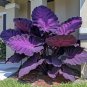 Giant Caladium 3 Bulbs The color purple