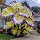 Giant Caladium 3 Bulbs The color yellow