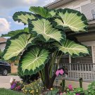 Giant Caladium 3 Bulbs The color green