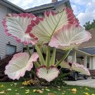 Giant Caladium 3 Bulbs The color white
