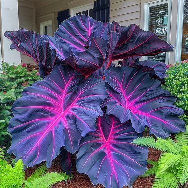 Giant Caladium 3 Bulbs The color purple red