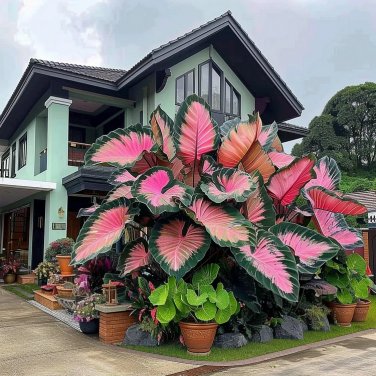 Giant Caladium 3 Bulbs The color pink green