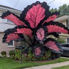 Giant Caladium 3 Bulbs The color pink black