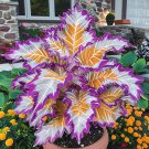 Giant Caladium 3 Bulbs The color purple white