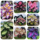 Giant Caladium 3 Bulbs The color mix
