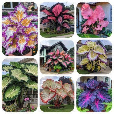 Giant Caladium 3 Bulbs The color mix
