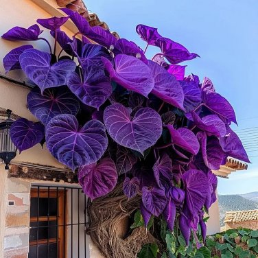 Purple Heart Vine 50 Seeds