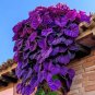Purple Heart Vine 50 Seeds