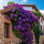 Purple Heart Vine 50 Seeds