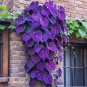 Purple Heart Vine 50 Seeds