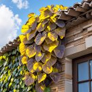 yellow Heart Vine 50 Seeds