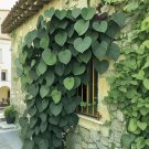green Heart Vine 50 Seeds