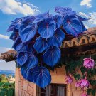 blue Heart Vine 50 Seeds