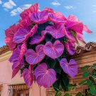 pink Heart Vine 50 Seeds