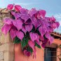 pink Heart Vine 50 Seeds