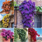 mix 7 color Heart Vine 50 Seeds