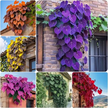 mix 7 color Heart Vine 50 Seeds