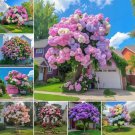 mixing Fairytale Hydrangea Tree Seeds 50 Seeds