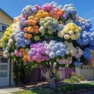 rainbow Fairytale Hydrangea Tree Seeds 50 Seeds