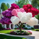 four color Fairytale Hydrangea Tree Seeds 50 Seeds