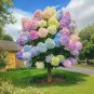 three color Fairytale Hydrangea Tree Seeds 50 Seeds