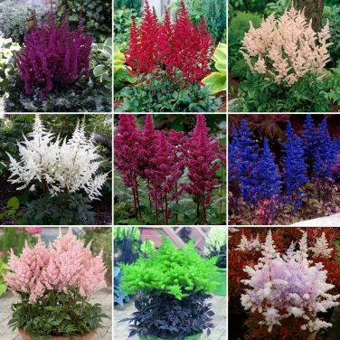 mix Astilbe Chinensis Seeds 100PCS