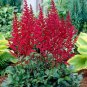 red Astilbe Chinensis Seeds 100PCS