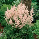 beige Astilbe Chinensis Seeds 100PCS