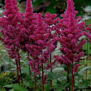 dark red  Chinensis Seeds 100PCS