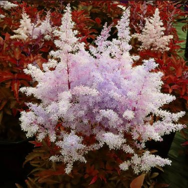 light purple Chinensis Seeds 100PCS