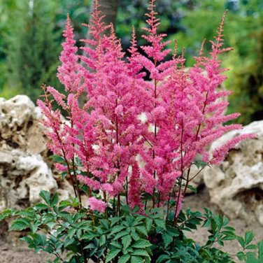 pink Chinensis Seeds 100PCS