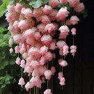20 Malus halliana Seeds soft pink