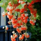 20 Malus halliana Seeds light red
