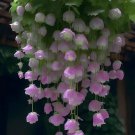 20 Malus halliana Seeds purple