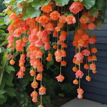 20 Malus halliana Seeds orange