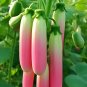 Pink Jade Cucumbers