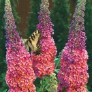 Butterfly Bush Hybrid BUDDLEIA DAVIDII 'Bi-Color' 30 Seeds