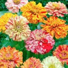Zinnia CANDY STRIPED Heirloom Flowers with Stripes 100 Seeds